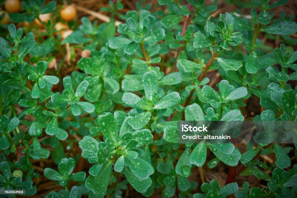 Fresh, green purslane  leaves after the rain Portulaca Stock Photo