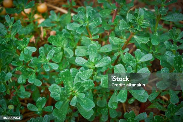 Fresh Green Purslane Leaves After The Rain Stock Photo - Download Image Now - Portulaca, Appetizer, Close-up