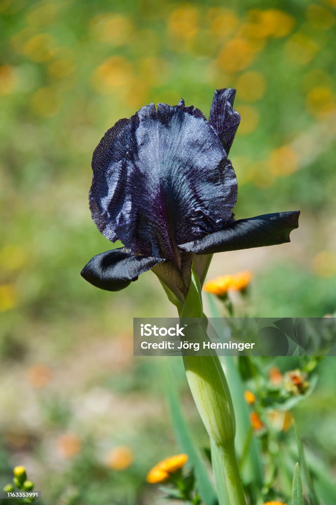Iris Negro 1 Foto de stock y más banco de imágenes de Color negro - Color  negro, Iris - Flor, Jordania - iStock