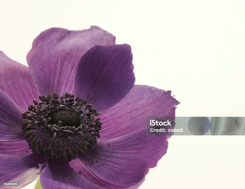 Purple Flower - Lizenzfrei Blau Stock-Foto
