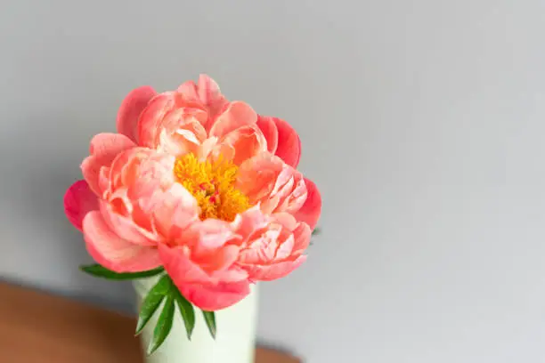 Coral pion in a metal vase. Beautiful peony flower for catalog or online store. Floral shop concept . Beautiful fresh cut bouquet. Flowers delivery.