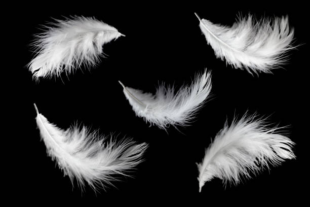 istock set of white feathers isolated on black background. 1163355112
