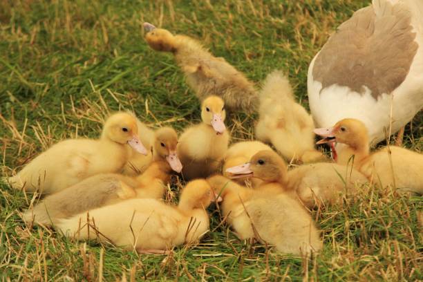 istock Group of yellow ducklings on grass 1163355648