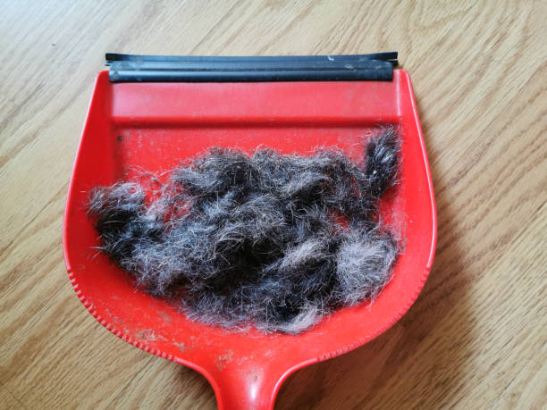 istock Hand shovel with grey hair on the floor 1163355720