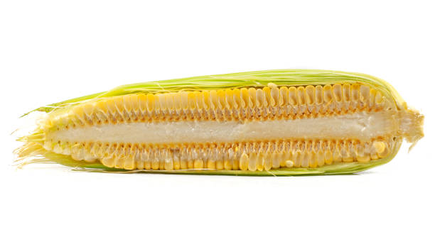 Fresh Corn isolated cut out on white background
