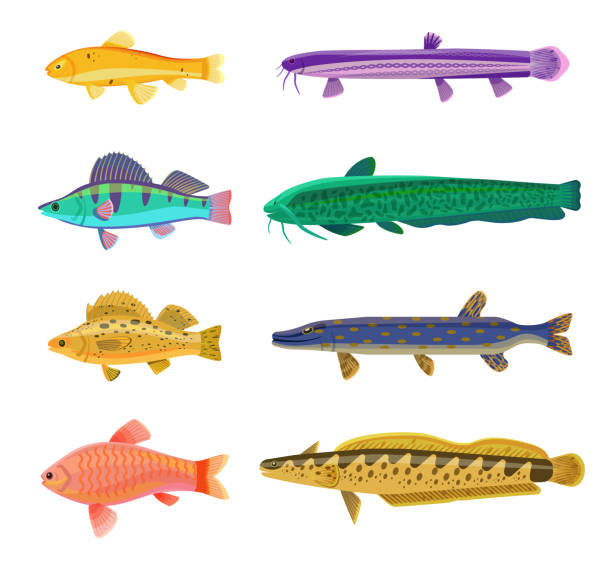 Jack Dempsey and Cichlid Set Vector Illustration Jack Dempsey and cichlid fish set. Marine and ocean dwellers with spots on body, gills and vents. Limbless animals isolated on vector illustration metriaclima estherae red zebra stock illustrations