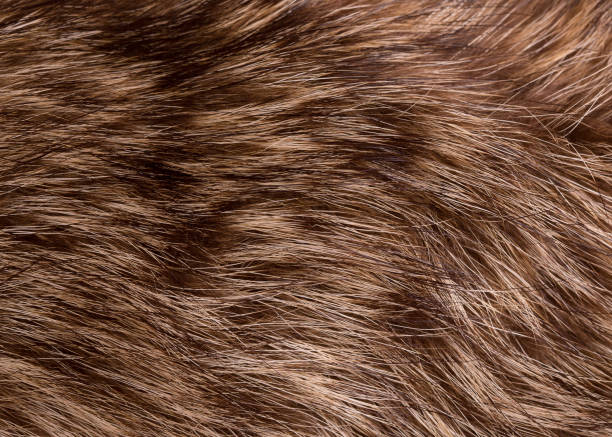 istock Texture of raccoon fur. 1163358518