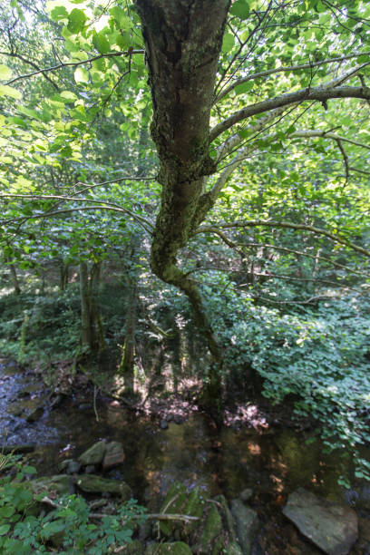 istock Old ruin in a wood 1163359227