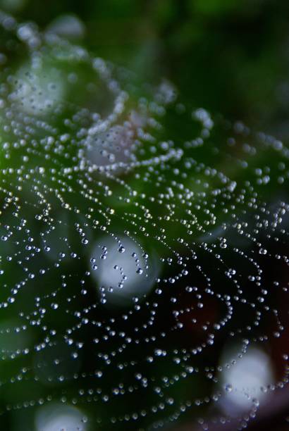 istock contain drops of water on a spider's web 1163360967