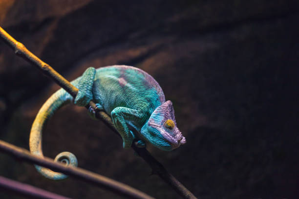istock Colorful chameleon turquoise color sleeping on a branch. 1163361273