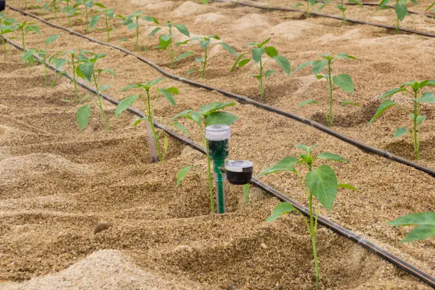 In July the peppers are usually transplanted in the greenhouses of Almería, Spain. In most cases they are cultivated in sanded soils to improve water efficiency.