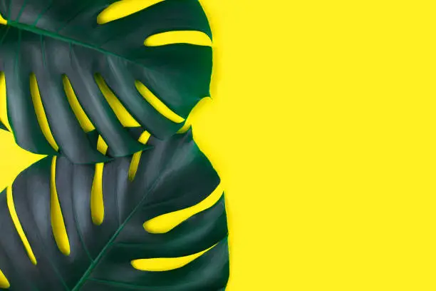 Photo of Two tropical jungle monstera leaves isolated on yellow background.