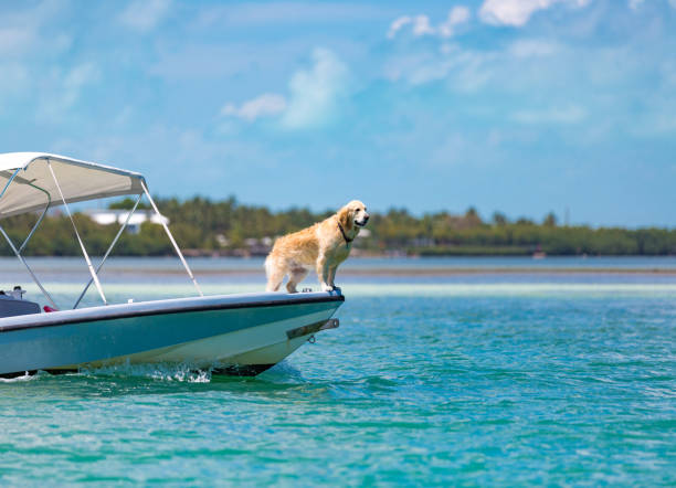 Captain golden retriever Captain golden retriever sandbar stock pictures, royalty-free photos & images