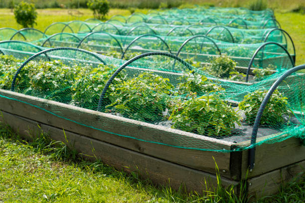 istock Strawberry beds on the farm. 1163363459