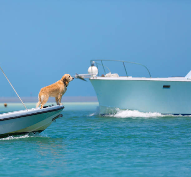 istock Captain golden retriever 1163363576