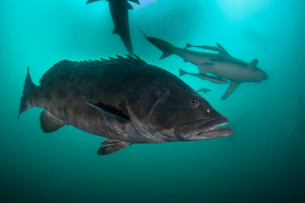 istock Potato Grouper And Sharls 1163363894