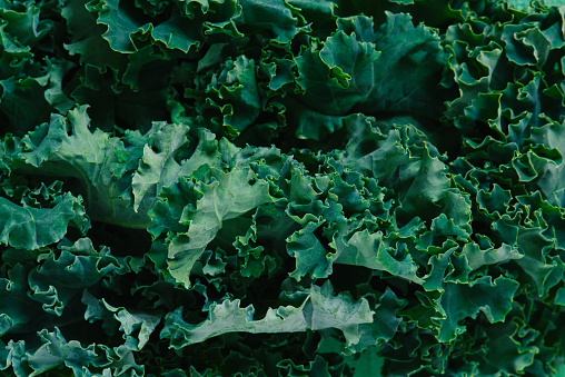 Background of fresh green curly leaves of kale, close-up composition