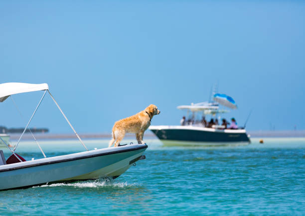 istock Captain golden retriever 1163364556
