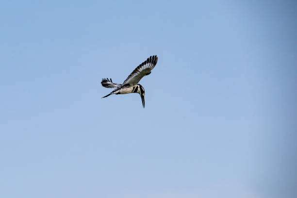 istock Fishing Pied Pingfisher (Ceryle rudis) at the Nile River, Uganda 1163364694
