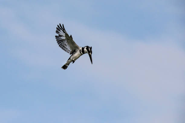 Fishing Pied kingfisher (Ceryle rudis) at the shores of river Nile, Murchison Falls National Park, Uganda, Africa