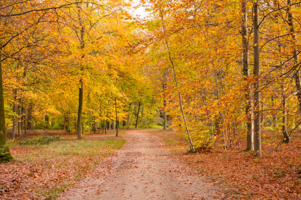 istock Beautiful view of forest at autumn 1163366063