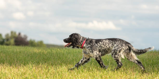 proud young proud english springer spaniel hunting dog on a meadow - springer spaniel dog pets animal imagens e fotografias de stock