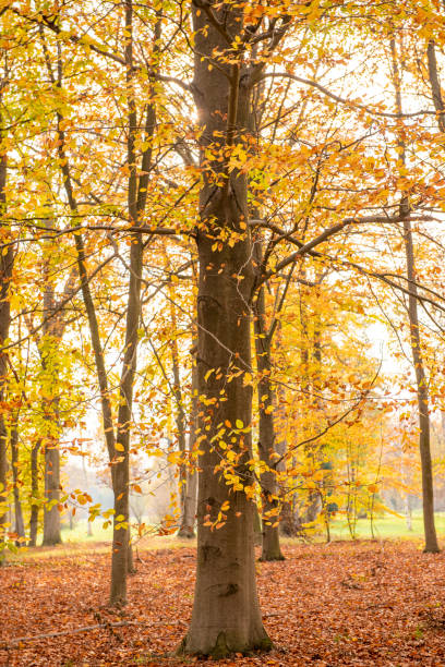 istock Beautiful view of forest at autumn 1163366272