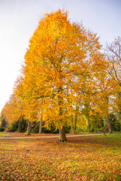 istock Beautiful view of forest at autumn 1163366512