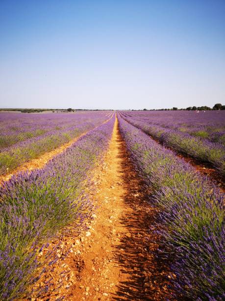 istock Fields of lavender in Brihuega 1163366562