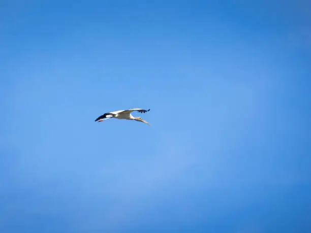 Woodstork flying