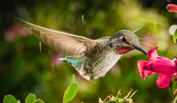 istock Hummingbird in vibrant natural colors 1163367721