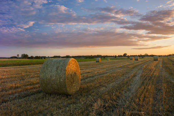 istock Hay bales on stubble field, evening clouds and sky 1163367886