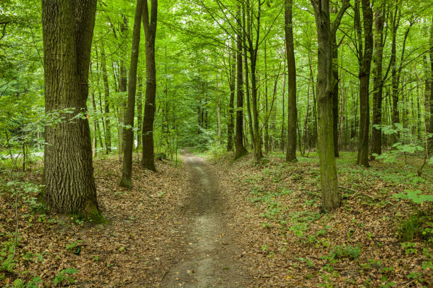 istock A beaten path through a green forest with fallen leaves 1163367902