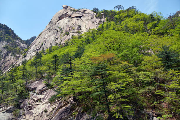 Diamond mountains. DPRK. Mt.Kumgang trekking route. Red korean pine on the rocks