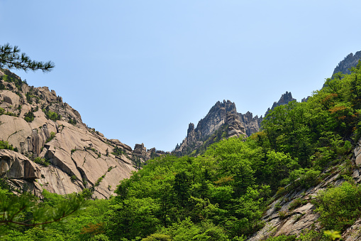 Diamond mountains. DPRK. Mt.Kumgang trekking route. Red korean pine on the rocks