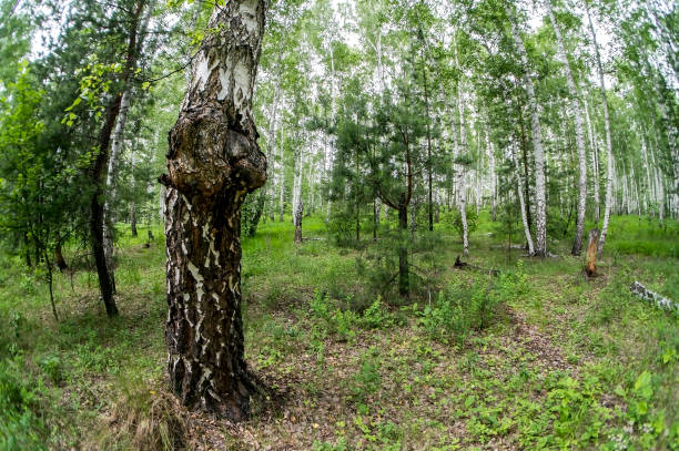 Birch, trees, summer