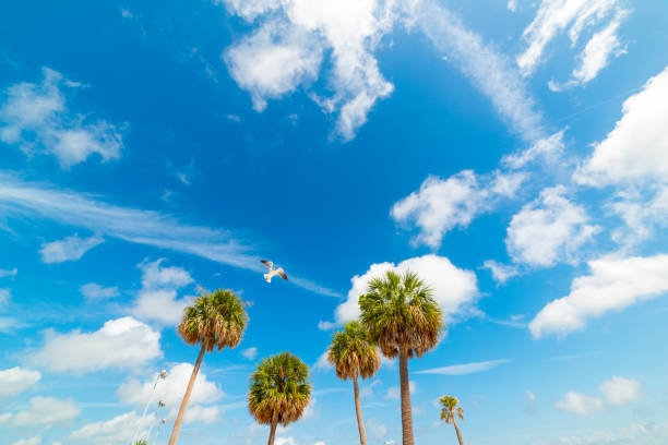 Seagull flying over palm trees in Clearwater, Florida