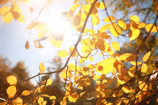 istock Autumn background in the park 1163369155
