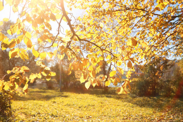 istock Autumn background in the park 1163369166