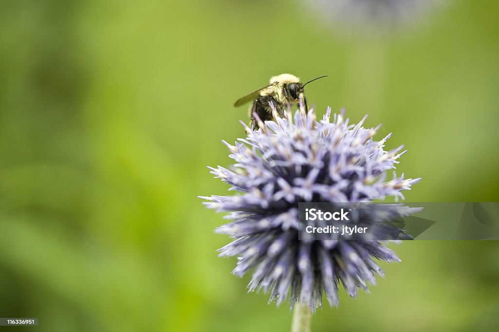 Пчела на чертополох - Стоковые фото Globe Thistle роялти-фри