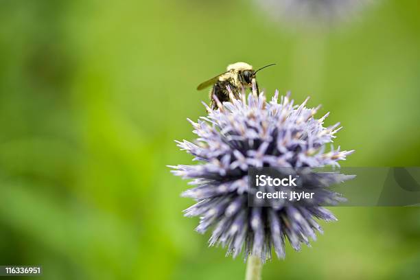 Пчела На Чертополох — стоковые фотографии и другие картинки Globe Thistle - Globe Thistle, Без людей, Бодяк