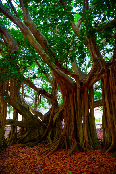 istock Close up of a beautiful banyan tree in Venice at sunset 1163369705