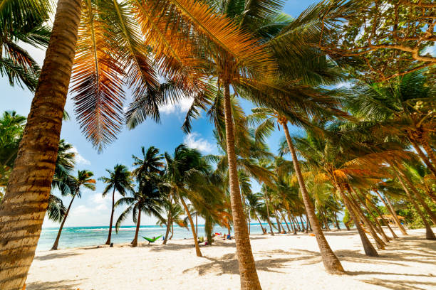 istock Palm trees and white sand in Wood Jolan beach 1163369874