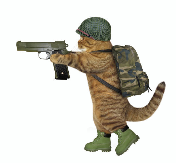 istock Cat soldier holds a gun 1163369964