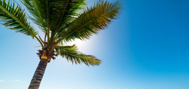 istock Palm tree in Grapes Clairs beach in Guadeloupe 1163369993