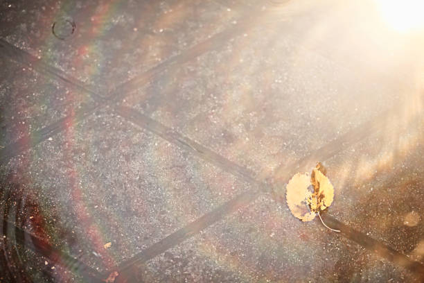 Autumn rain in the park during the day