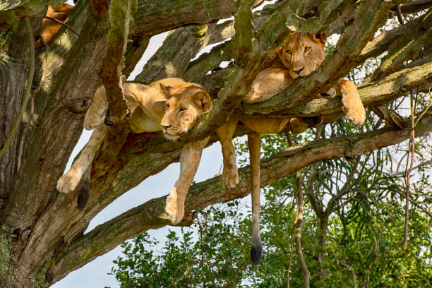 istock Young lions (Panthera leo) resting high up in a cactus tree 1163370131