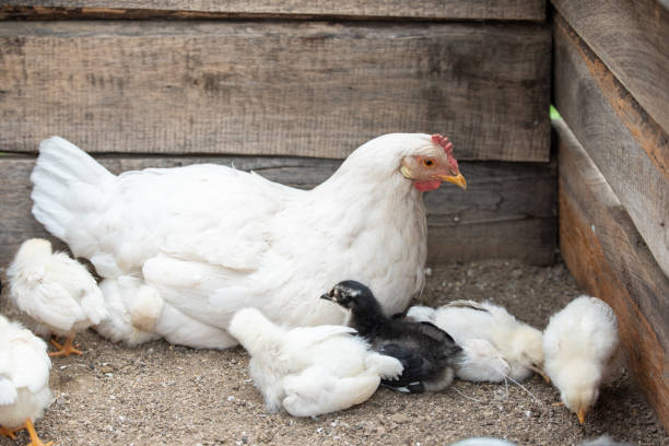 istock White chicken and little chickens 1163370143