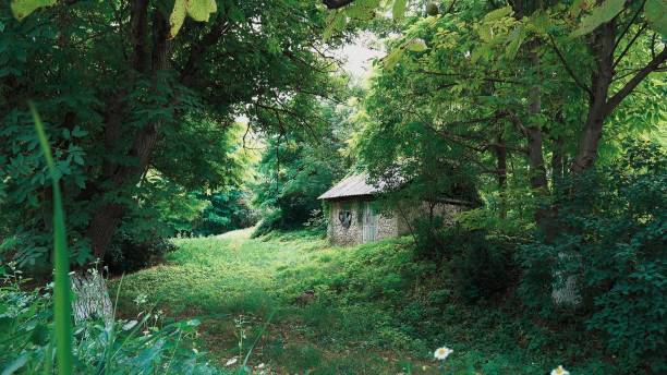 istock Abandoned old house hut in the summer forest glade 1163370243