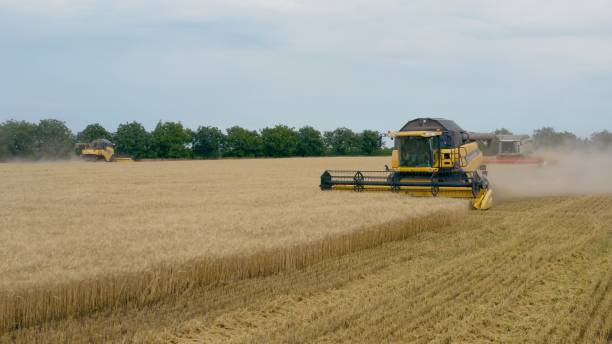 istock Harvester harvests wheat on field and dust is flying all around 1163370250